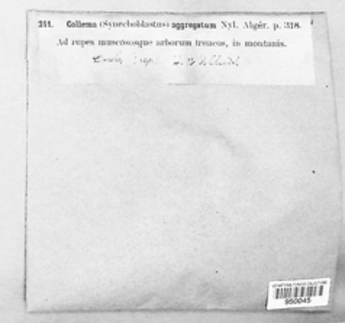 Collema aggregatum image